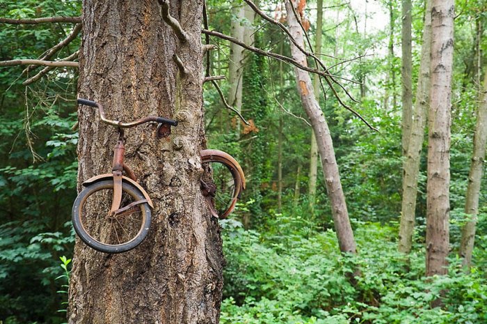 L'arbre et le vélo