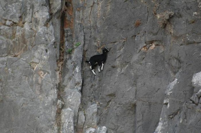 Ces chèvres alpinistes vont vous bluffer !