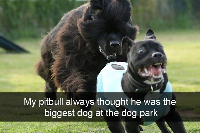 "Mon pitbull a toujours cru qu'il était le plus gros chien du parc"