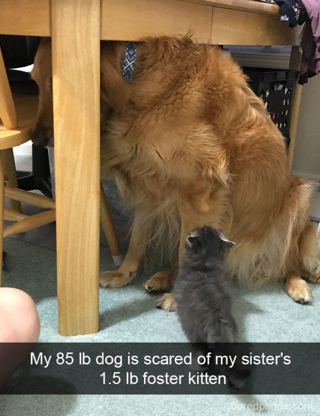 "Mon chien, 38 kg, a peur du chaton de ma soeur et de ses 0,7 kg"
