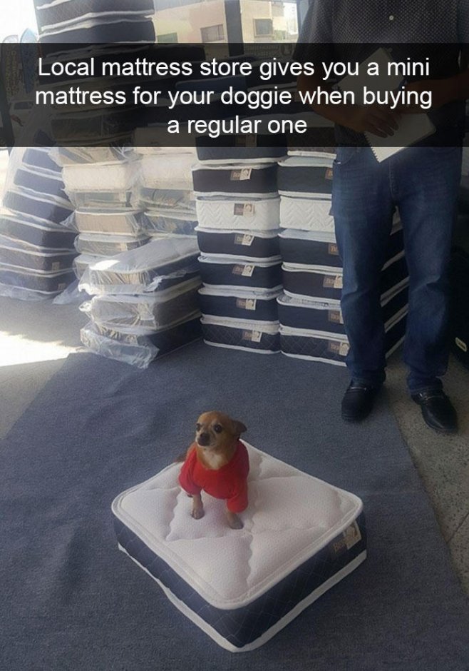 "Le magasin de literie t'offre un mini matelas pour ton chien quand tu en achètes un régulièrement"