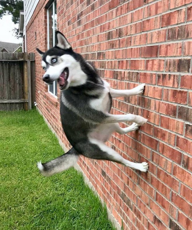 Ce chien marche... contre le mur