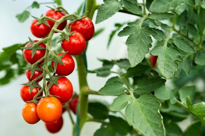 Planter des tomates