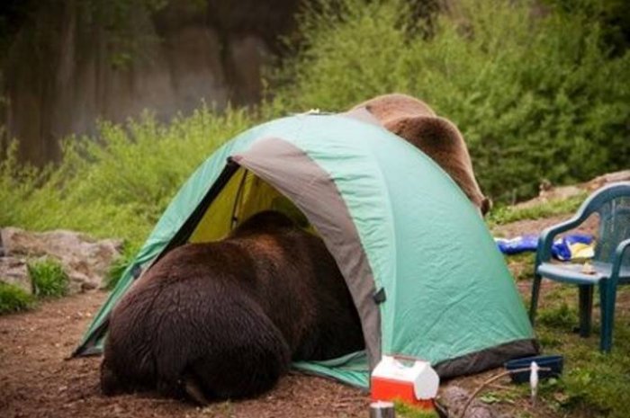 Quand tu reviens d'excursion et que tu découvres des ours dans ta tente