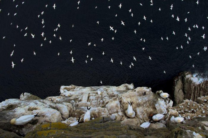 Des fous de Bassan au bord d'une falaise sur les îles Shetland en Ecosse (vainqueur du concours et vainqueur dans la catégorie habitat)