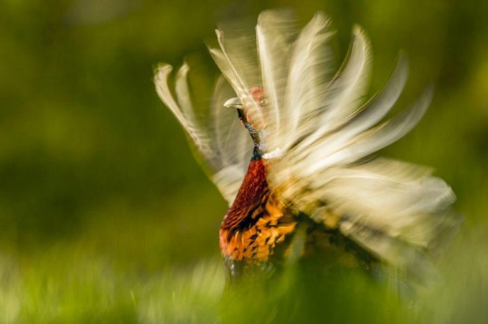 Un faisan battant ses ailes dans le Nottinghamshire en Angleterre (vainqueur dans la catégorie comportement animal)