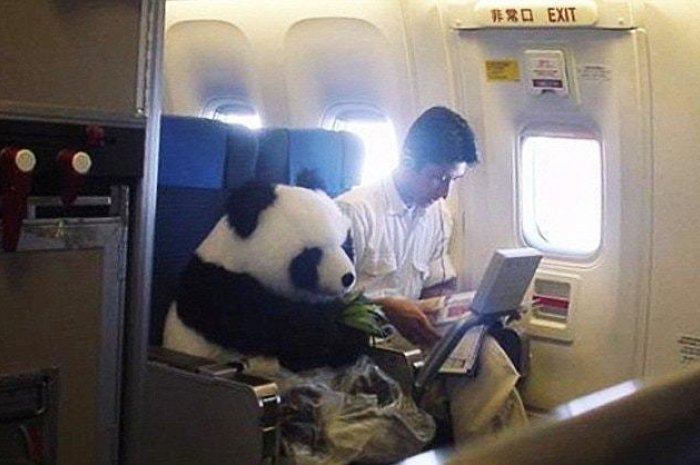 Un panda en première classe !