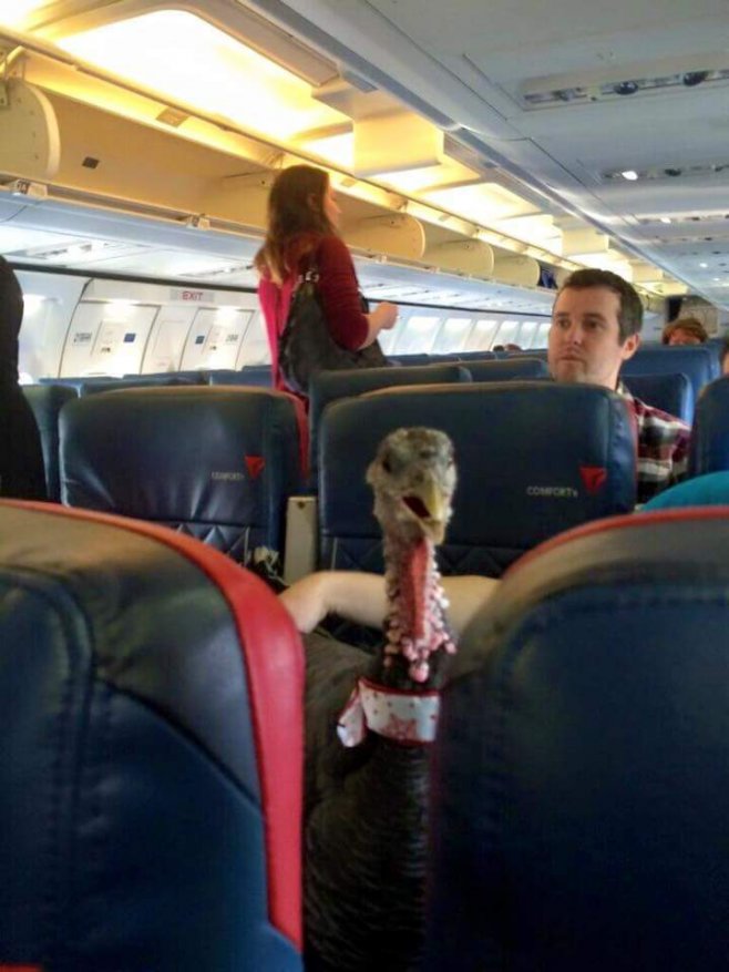 "Mon voisin est agent de bord. Il vient de poster cette photo d'une personne qui suit une thérapie assistée par l'animal" sur son vol"