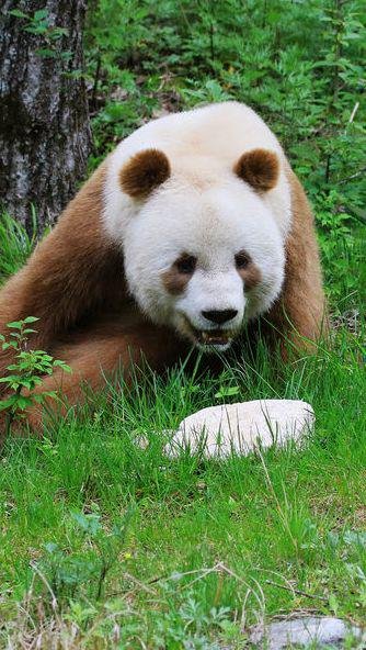 3-À sa naissance, le bébé panda est 1 000 fois moins lourd que sa mère