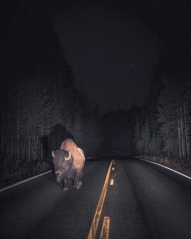 Conduire en pleine nuit et croiser un bison au milieu de la route