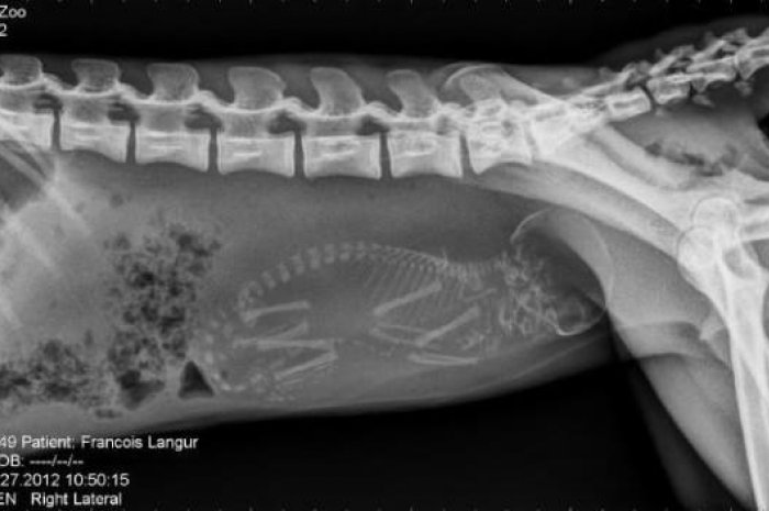 La photo et la radiographie d’une chatte enceinte