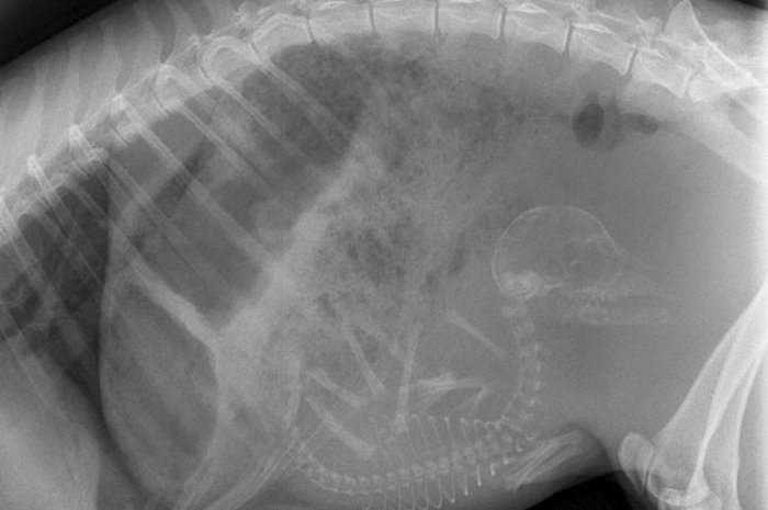 La radiographie d’une tortue enceinte
