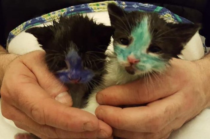 Ces chatons teints en vert et bleu sont de vrais miraculés