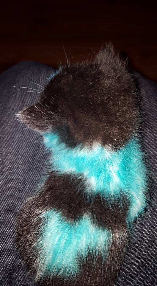 Ces chatons teints en vert et bleu sont de vrais miraculés