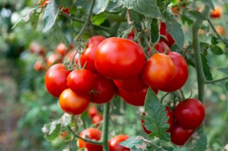  Comment cultiver des tomates sans avoir de jardin ?