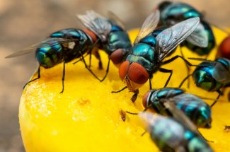 9 produits naturels a toujours avoir chez soi pour faire fuir les insectes
