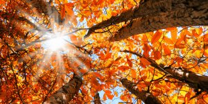 Météo de l'automne : à quoi s'attendre pour le mois d'octobre ? 