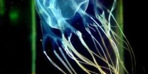 Redécouvrir... la Chironex Fleckeri, la méduse la plus dangereuse de l'univers 