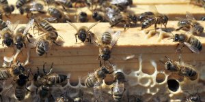 Photo : une voiture prise pour cible par des milliers d'abeilles ! 