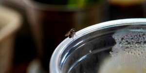 Mouches : les meilleurs rouleaux de papier tue-mouches