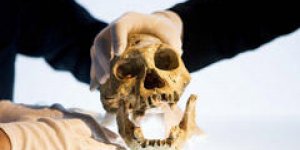 Histoire de l’évolution : un crâne remet tout en question !