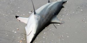 Des requins retrouvés congelés sur les côtes américaines