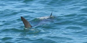 Biarritz : des surfeurs affirment y avoir vu un requin !