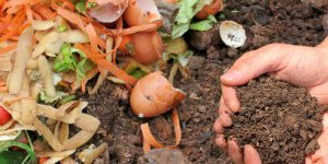 Compost : 5 règles à connaître