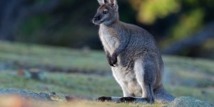 Pourquoi un kangourou se promène en liberté sur les routes de Dordogne ?