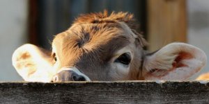 Arnaque aux vaches laitières : ce nouvel appât farfelu des escrocs 