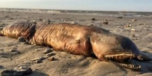 PHOTOS Une monstrueuse créature marine s'échoue au Texas