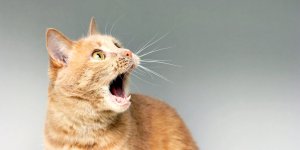 Japon : un chat "toxique" inquiète les autorités