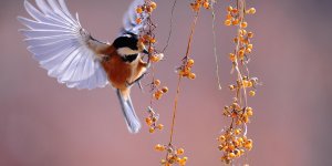 Canicule : comment aider les oiseaux et petits animaux ?