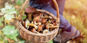 Saison des champignons : 3 conseils pour éviter l'intoxication