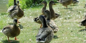 Invasion de canards au Canada : la péninsule de Burin terrorisée