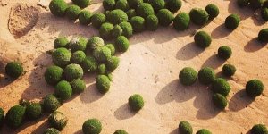 De mystérieux oeufs verts échoués sur une plage d'Australie