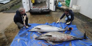 Charente-Maritime et Vendée : 85 dauphins échoués sur les plages