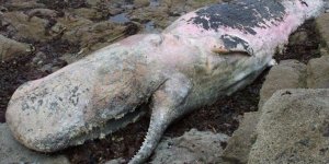 La photo du jour : un cachalot en décomposition échoué dans le Sud du Finistère