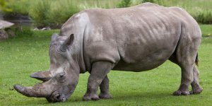 Corne de rhinocéros : mais au fait, combien ça coûte ?