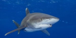 La Réunion : un surfeur mordu "jusqu'à l'os" par un requin