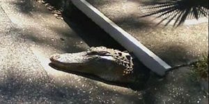 Égouts de Paris : des crocodiles se sont-ils vraiment échappés d’un zoo ?