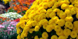 Jardin : les 7 fleurs qui sentent le plus bon
