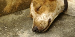 HORREUR : un chien vivant retrouvé en état de décomposition