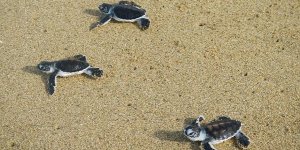 Etats-Unis : plus de 600 bébés tortues relâchés dans l'océan Atlantique