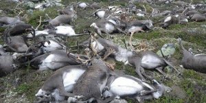 Hécatombe en Norvège : plus de 300 rennes victimes de la foudre !