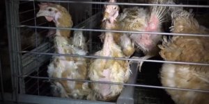 VIDEO Cadavres, larves, poux… : un élevage de poules épinglé par l'association L214