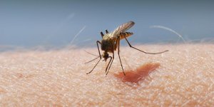 Les moustiques peuvent-ils transmettre le coronavirus Covid-19 ?
