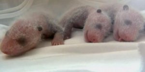 Chine : naissance "miraculeuse" de triplés pandas dans un zoo