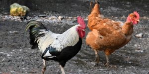 Versailles : la ville distribue des poules pour réduire les déchets