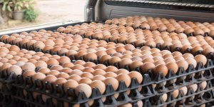 Confinement : pourquoi vous allez avoir du mal à trouver des œufs